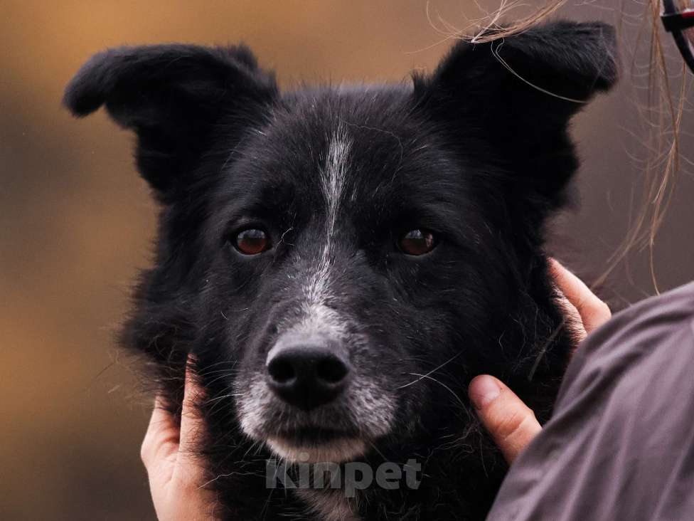 Собаки в Москве: Собака в добрые руки Девочка, Бесплатно - фото 1