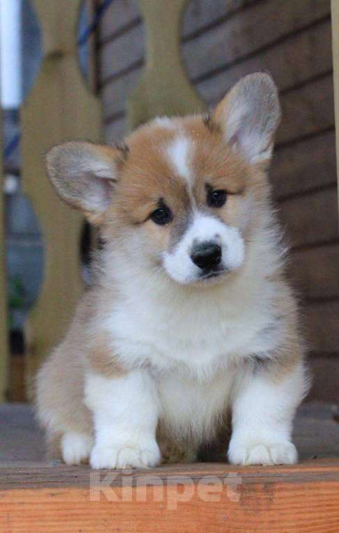 Собаки в Москве: Аманси Бранль Мальчик, 75 000 руб. - фото 1