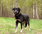 Собаки в Ногинске: Феня - лопоухое чадо в поисках семьи Девочка, Бесплатно - фото 6