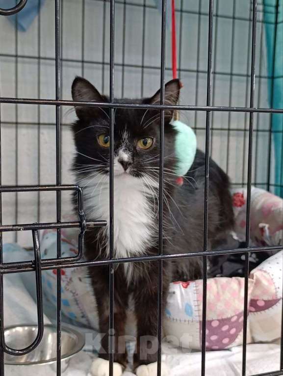 Кошки в Мурином: Ищем девочке своих любящих родителей Девочка, Бесплатно - фото 1