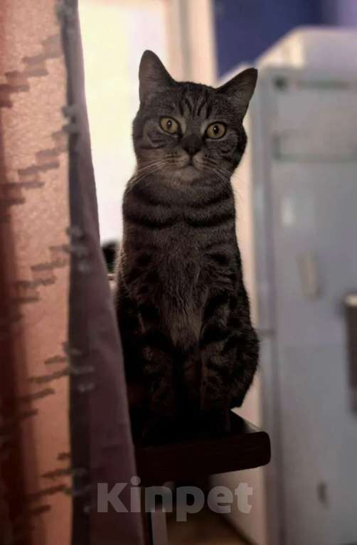 Кошки в Химках: Анфиса — маленькая принцесса ищет дом! Девочка, Бесплатно - фото 1