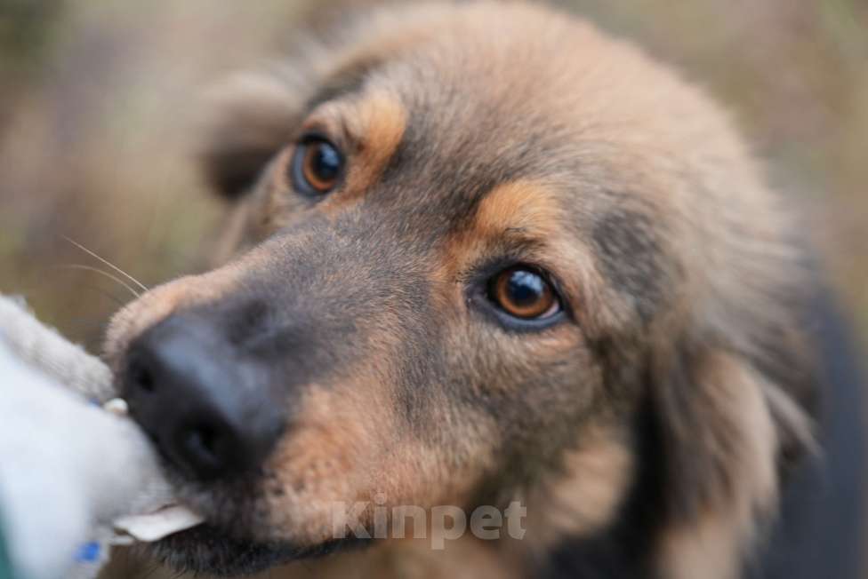 Собаки в других городах Московской области: Очаровательный Лео ищет любящих хозяев! Мальчик, Бесплатно - фото 2