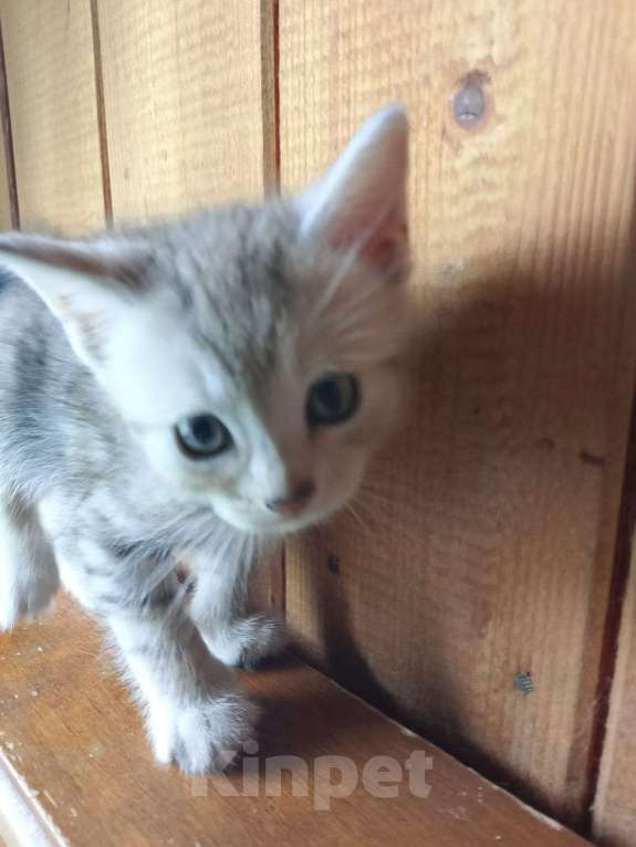 Кошки в Москве: Продам котенка порода курильский бобтейл  Мальчик, 4 000 руб. - фото 2