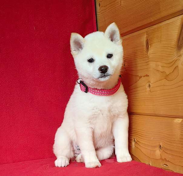 Собаки в Москве: Белые Сиба ину. Девочка. Тэнси Данц Девочка, 800 000 руб. - фото 2