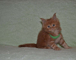 Кошки в Иркутске: Котята породы мейн-кун Девочка, 35 000 руб. - фото 1