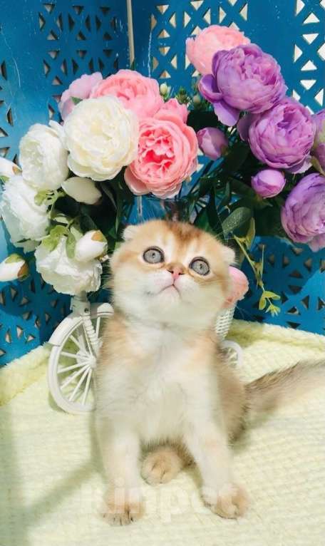 Кошки в Санкт-Петербурге: золотой мальчик Мальчик, 40 000 руб. - фото 3