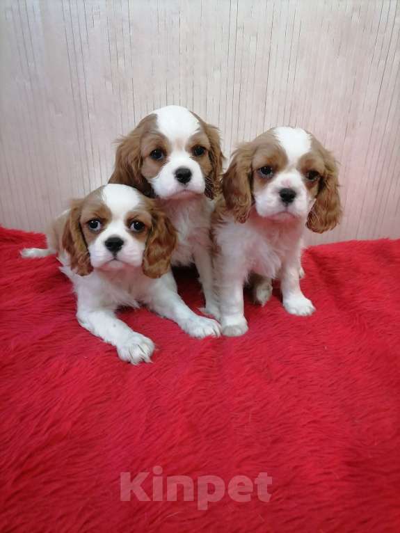 Собаки в Москве: Кавалер Кинг Чарльз спаниель Мини и стандарт  Девочка, 110 000 руб. - фото 4