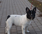 Собаки в Воронеже: Французский бульдог Мальчик, 40 000 руб. - фото 3
