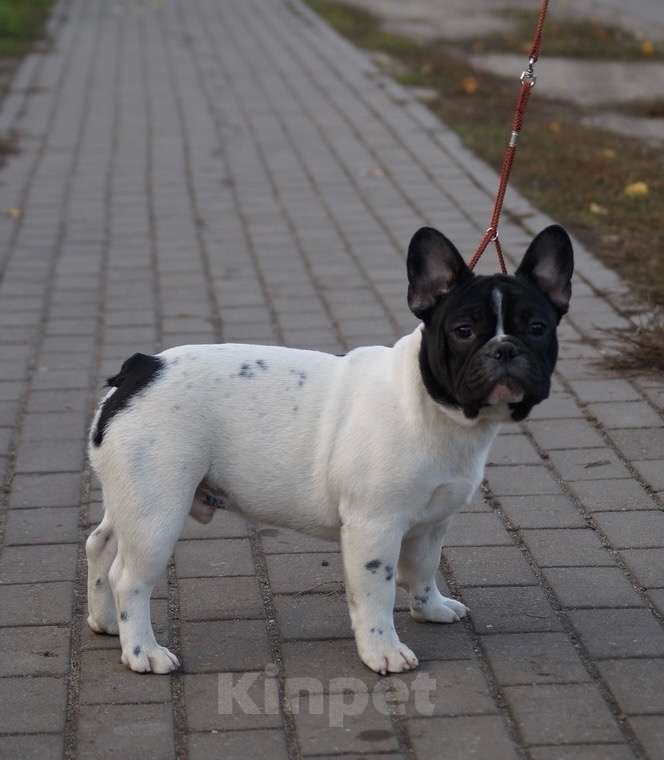 Собаки в Воронеже: Французский бульдог Мальчик, 40 000 руб. - фото 3