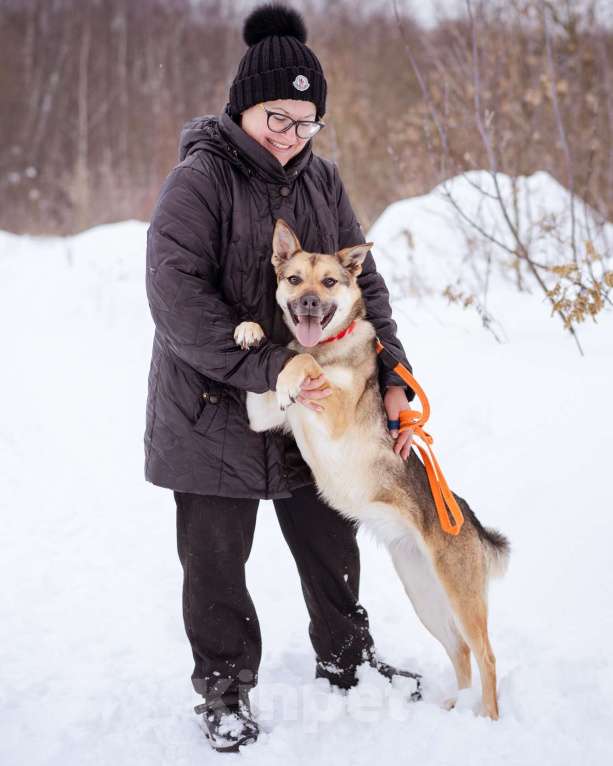 Собаки в Москве: Небольшая очень ласковая девочка из приюта Девочка, Бесплатно - фото 6