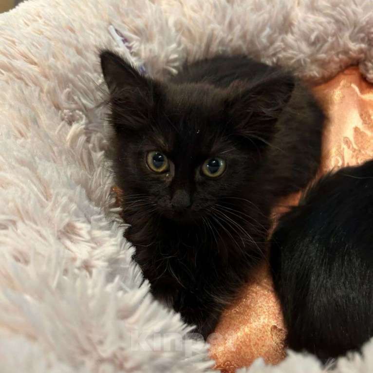 Кошки в Москве: Черный котенок девочка в добрые руки Девочка, Бесплатно - фото 2