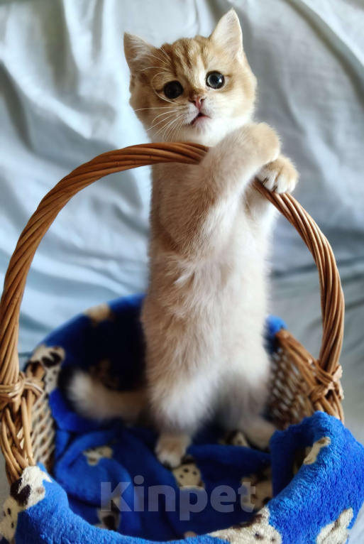 Кошки в Санкт-Петербурге: Продаются чистокровные котята британской шиншиллы Мальчик, Бесплатно - фото 1