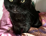 Кошки в Москве: Чёрный британский кот Бегемот Мальчик, Бесплатно - фото 7
