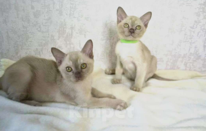 Кошки в Ковровом: Флер де лилу Венеция Девочка, 25 000 руб. - фото 2