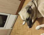 Собаки в Санкт-Петербурге: Отдам в добрые руки  Девочка, Бесплатно - фото 1