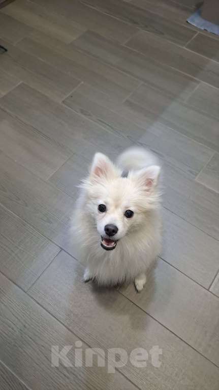 Собаки в Липецке: СРОЧНО! НАЙДЕНА СОБАКА! Девочка, Бесплатно - фото 4