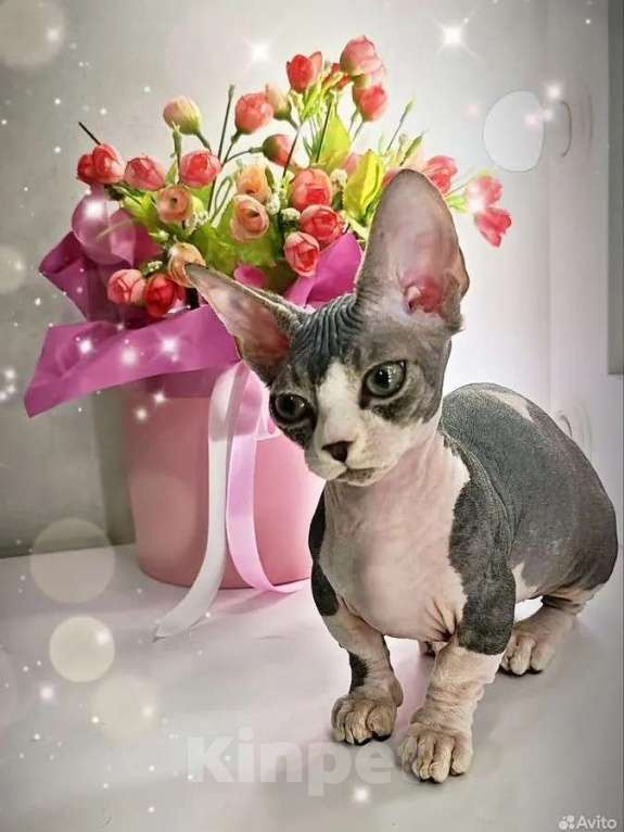 Кошки в Екатеринбурге: Канадский сфинкс котенок  Мальчик, 60 000 руб. - фото 5