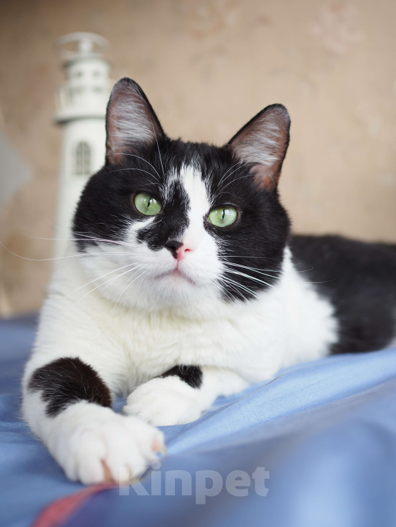 Кошки в Москве: Кот Вася в добрые руки  Мальчик, Бесплатно - фото 6