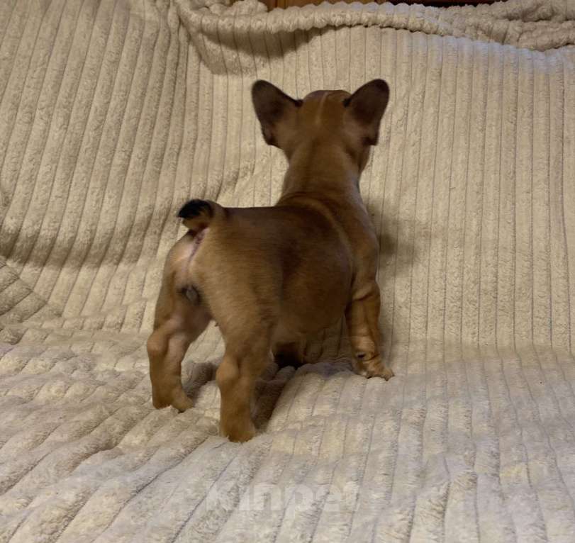 Собаки в Санкт-Петербурге: Шикарная девочка французского бульдога  Девочка, 40 000 руб. - фото 4