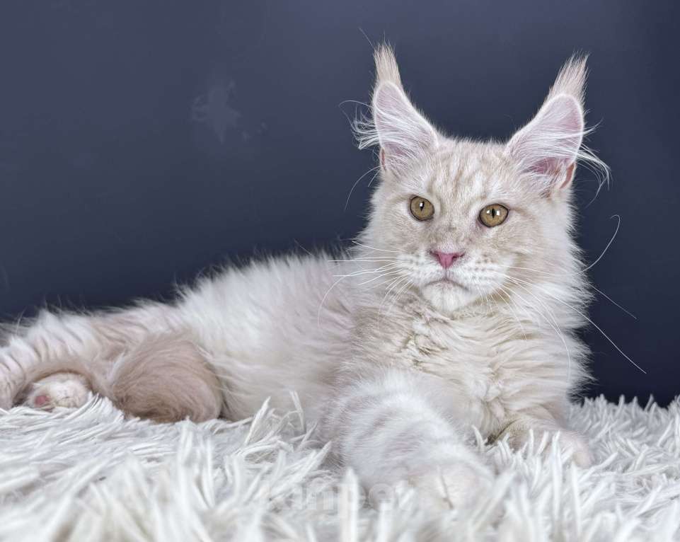 Кошки в Москве: Кот Мейн Кун Veyron Axel Мальчик, 100 000 руб. - фото 6