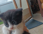 Кошки в других городах Краснодарского края: Дам кота в добрые руки Мальчик, Бесплатно - фото 1