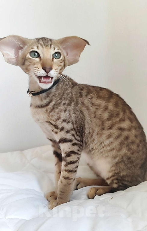 Кошки в Санкт-Петербурге: Ориентальная кошечка Девочка, Бесплатно - фото 4