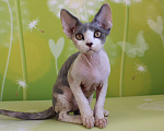 Кошки в Люберцах: Девочка девон-рекс  Девочка, 65 000 руб. - фото 3