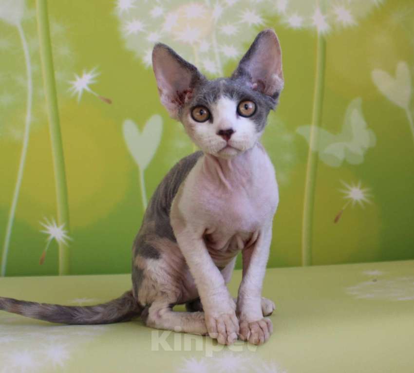 Кошки в Люберцах: Девочка девон-рекс  Девочка, 65 000 руб. - фото 3