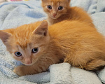 Кошки в Балашихе: Кошечка полностью рыженькая Девочка, 1 руб. - фото 1