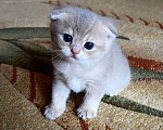 Кошки в Сухиничах: Шотландский вислоухий котенок голубое золото Девочка, 10 000 руб. - фото 6