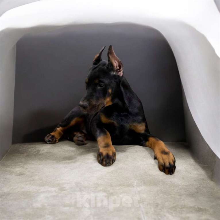 Собаки в Ялте: Великолепная, купированная девочка добермана Девочка, Бесплатно - фото 3