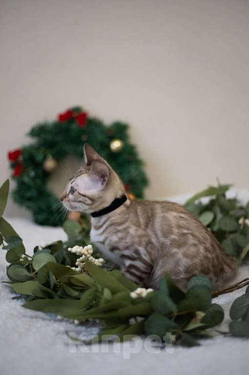 Кошки в Нижнекамске: Атлас Мальчик, Бесплатно - фото 6