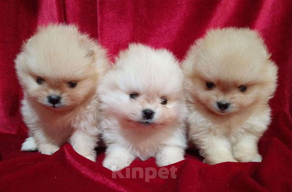 Собаки в Новосибирске: Померанский шпиц Девочка, 80 000 руб. - фото 3