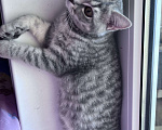 Кошки в Краснодаре: Шотландский Вислоухий-Прямоухий. Мальчик, 2 000 руб. - фото 3