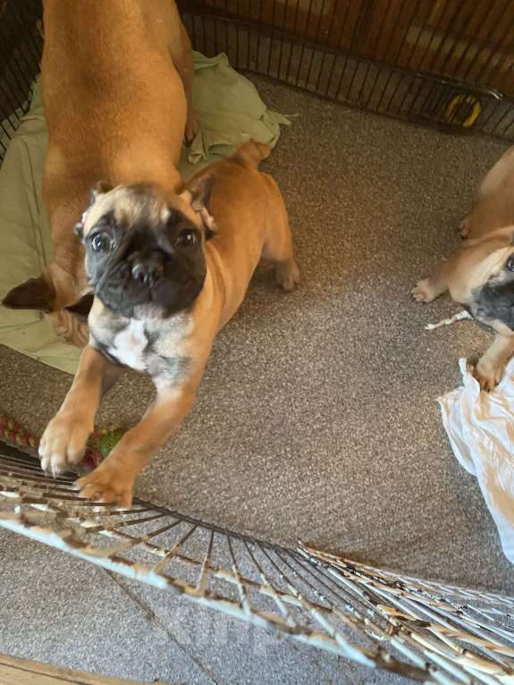 Собаки в Санкт-Петербурге: Шикарный мальчишка рыжего окраса  Мальчик, 45 000 руб. - фото 3