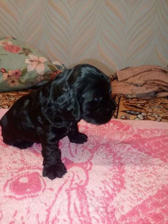 Собаки в Омске: Русский спаниэль Девочка, 8 000 руб. - фото 4