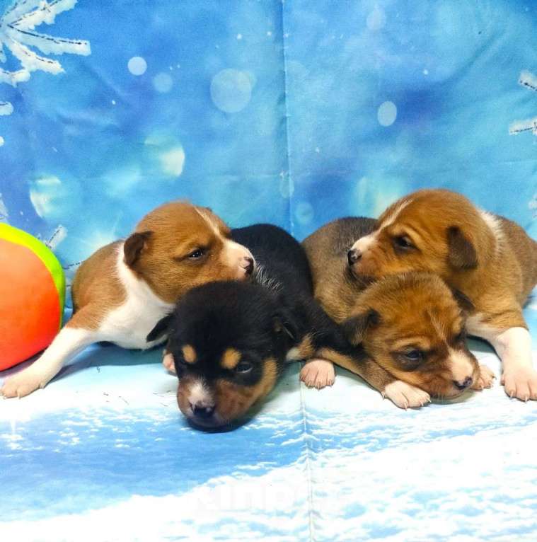 Собаки в Красноармейске: Щенки басенджи ,резервирование Мальчик, 45 000 руб. - фото 4