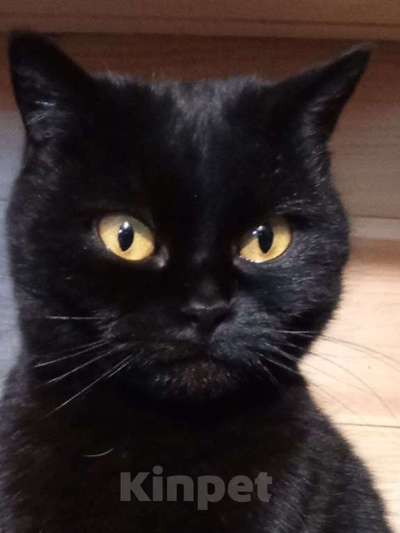 Кошки в Люберцах: ИЩЕТ ДОМ КОШКА ПО КЛИЧКЕ БАГИРА Девочка, Бесплатно - фото 4