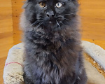 Кошки в Казани: Котик мейн кун Мальчик, 55 000 руб. - фото 5