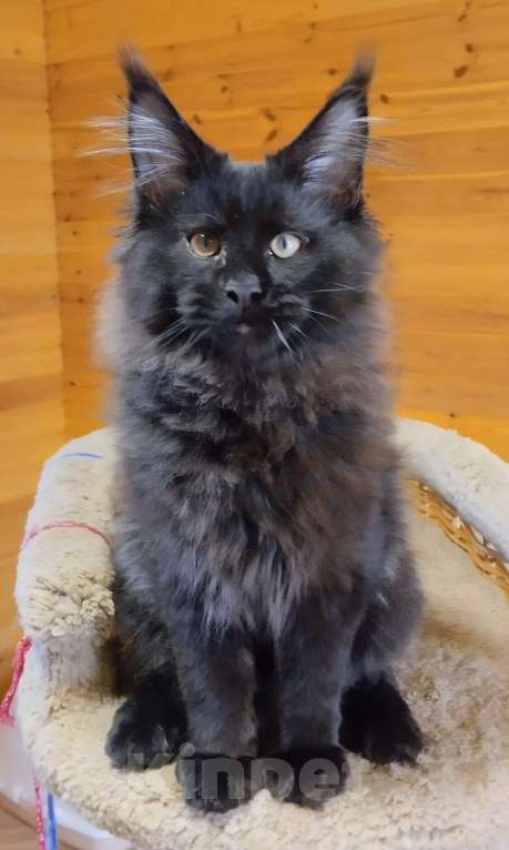 Кошки в Казани: Котик мейн кун Мальчик, 55 000 руб. - фото 5