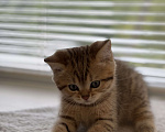 Кошки в Арзамасе: Шотландский золотой  котенок 🥰 Мальчик, 15 000 руб. - фото 6