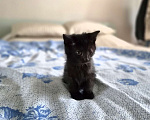 Кошки в Рязани: Отдам в добрые руки Мальчик, Бесплатно - фото 1