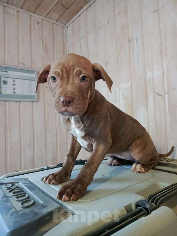 Собаки в Санкт-Петербурге: Американский питбультерьер, щенок Девочка, Бесплатно - фото 4
