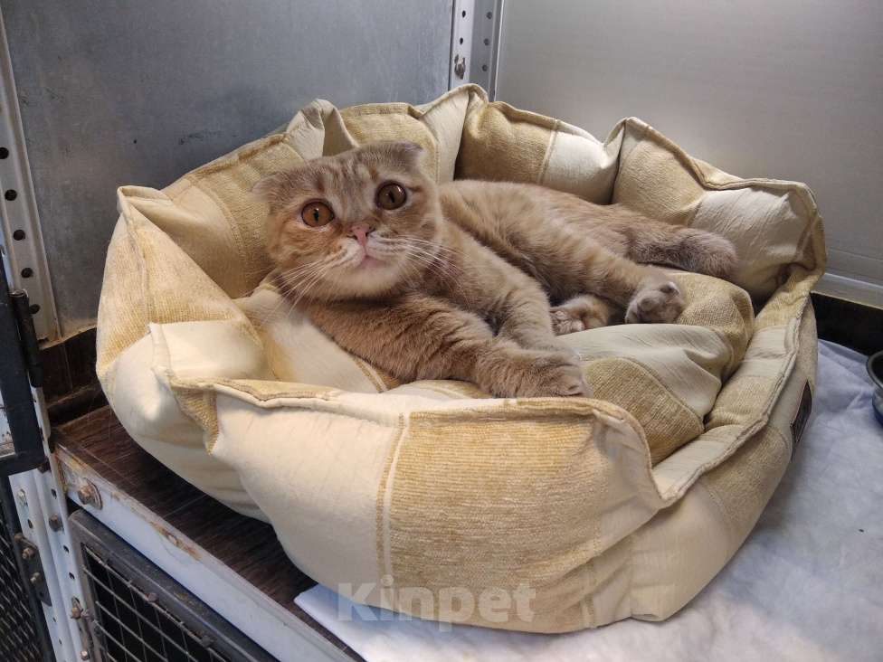 Кошки в Воронеже: Особенная кошечка Бося в добрые руки Девочка, Бесплатно - фото 5