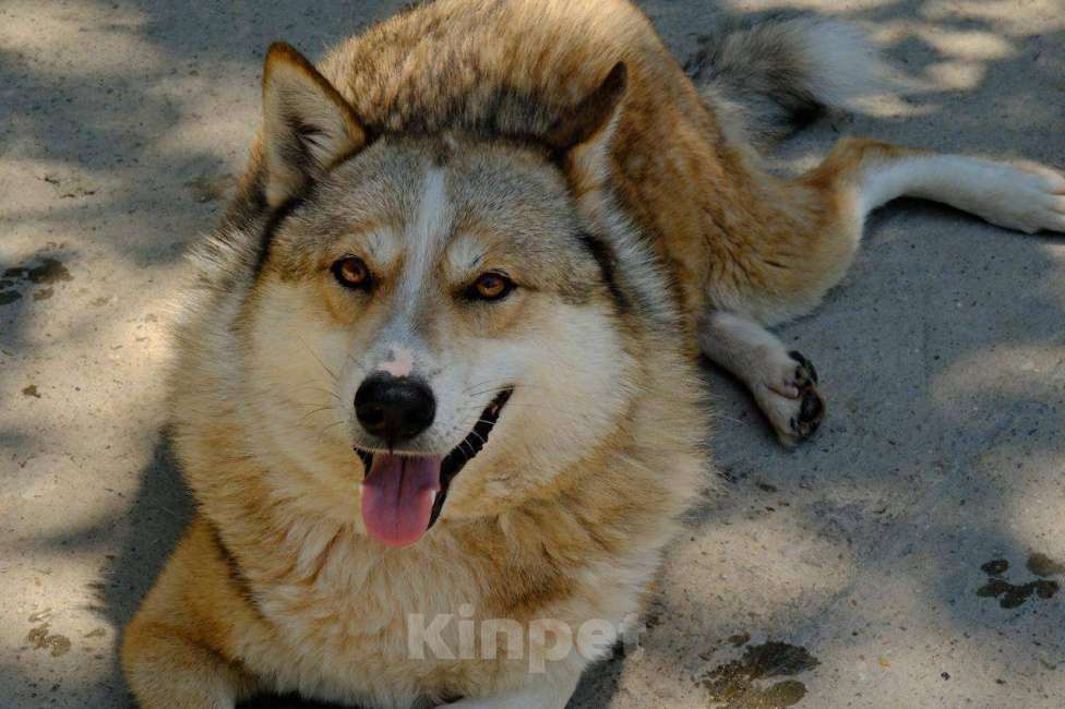 Собаки в других городах Краснодарского края: Мама с дочкой в дар только вместе метисы хаски и лабрадора Девочка, Бесплатно - фото 1