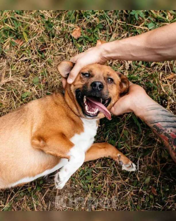 Собаки в других городах Московской области: Арчи солнышко ищет семью Мальчик, Бесплатно - фото 8