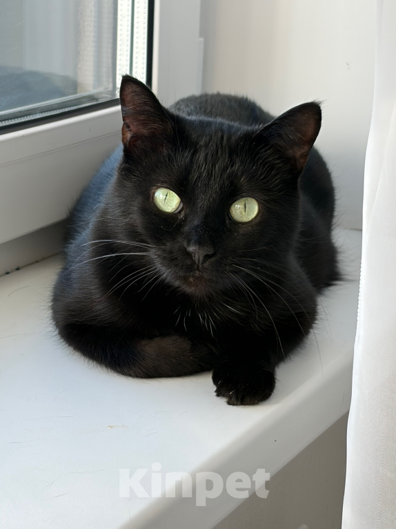 Кошки в Санкт-Петербурге: Черная кошка в добрые руки Девочка, Бесплатно - фото 5