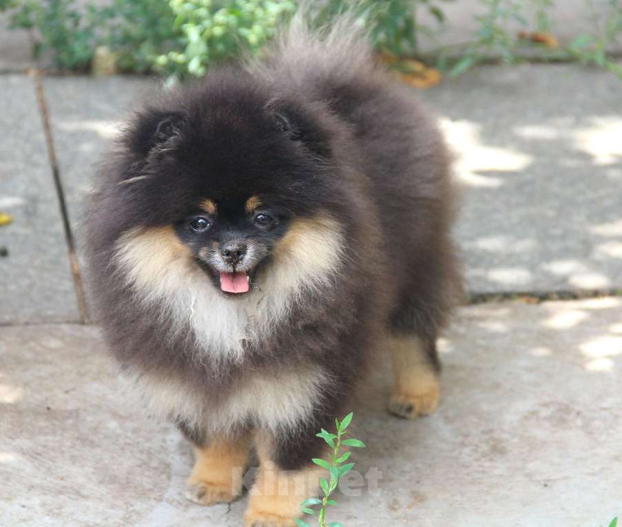 Собаки в Раменском: Девочка Оливия блэк Девочка, 45 000 руб. - фото 2