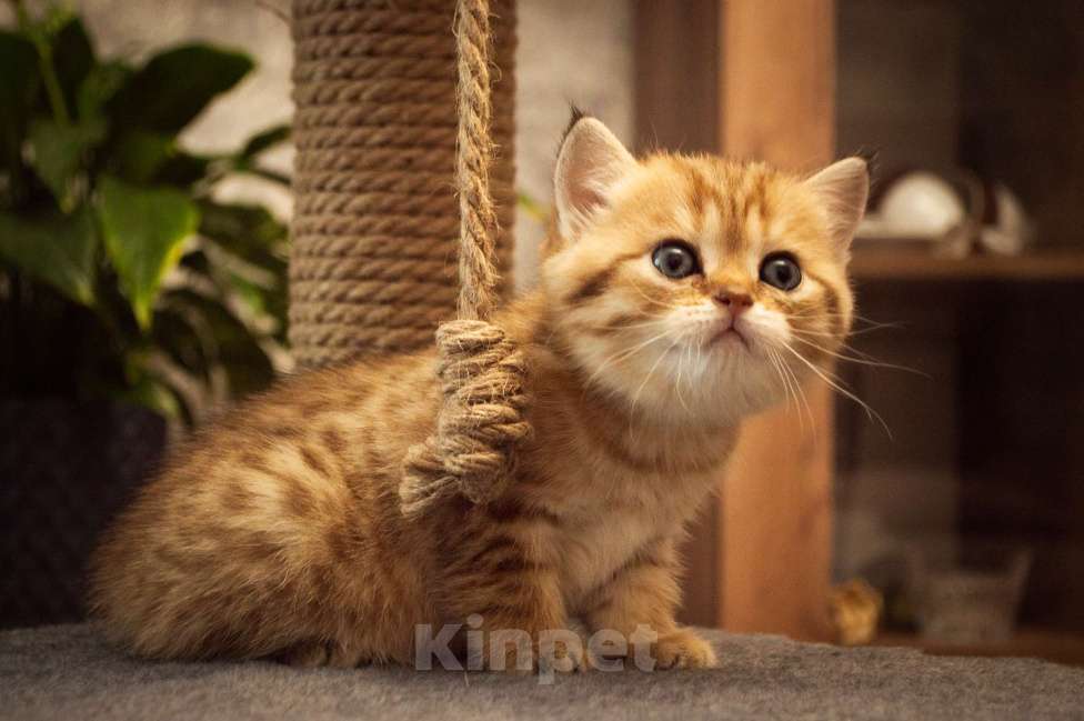 Кошки в Липецке: Шотландская кошечка Девочка, 25 000 руб. - фото 1