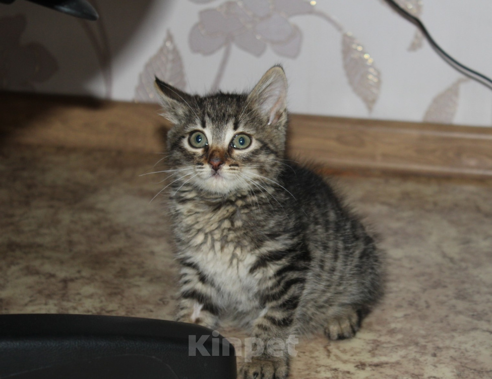 Кошки в Москве: Слойка ищет любящих хозяев Девочка, Бесплатно - фото 1
